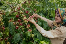 Kemenkumham Terbitkan Sertifikat Indikasi Geografis Kopi Lahat