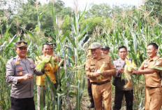 Dukung Ketahanan Pangan Polsek Prabumulih Barat Ikut Panen Jagung