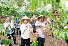 Panen Raya Kopi, Siapkan Program Peremajaan dan Irigasi Modern