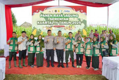 Sinergi Polres OKI dan Pemda Warnai Panen Raya Jagung Serentak