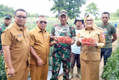Lewat Kolaborasi Kebun Cabai di Lahan Tidur, Banyuasin Perkuat Ketahanan Pangan 