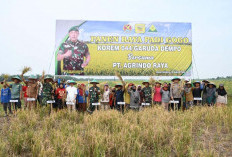 Korem 044/Gapo dan PT. Agrindo Raya Panen Raya Perdana Padi Gogo di Banyuasin