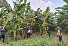 Tanama Pisang Kampendis di Lahan 1 Ha