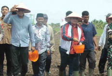 Optimis Banyuasin jadi Nomor 1 Lumbung Pangan Nasional