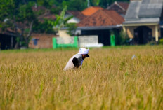 PT Wilmar Padi Indonesia Dorong Petani Banyuasin Tingkatkan Produktivitas