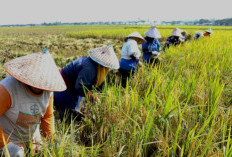 Lumbung Padi Nasional: Terkuak 5 Jawara Produksi Padi Sumatera Selatan