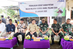 Banyuasin 3 Besar Penghasil Gabah Nasional, Dukung Swasembada Pangan