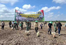 Banyuasin Tanam Padi Gogo Perkuat Ketahanan Pangan RI