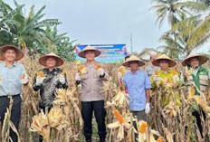 Panen Raya Jagung Serentak, Dukung Ketahanan Pangan Nasional