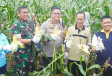 Pj Wako Prabumulih, H Elman, Forkompinda dan Kadistan Panen Raya Jagung