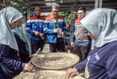 Kilang Pertamina Plaju Selamatkan Ikan Belida dari Ancaman Kepunahan