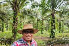 Buruh Terancam PHK! Pencurian Sawit Marak Ditampung Pabrik Liar Tanpa Kebun