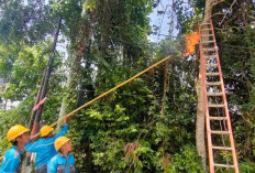 Petugas PLN  Pemeliharaan Jaringan Listrik di kawasan Gandus