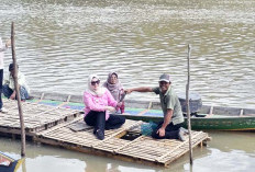Wabup Banyuasin Tinjau Sawah, Budidaya Keramba Ikan Toman