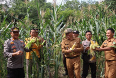 Polsek Prabumulih Barat Ikut Panen Jagung 