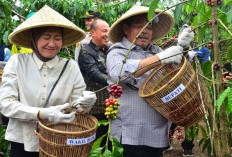 Petani Kopi Lahat Menjerit! Harga Kopi Anjlok Drastis Saat Puncak Panen