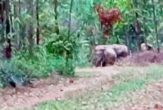 Gajah Liar Masuk Perkebunan Sawit Warga Kencana Sari Resah
