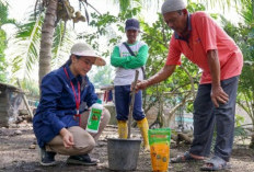 DORONG PRODUKTIVITAS PERTANIAN:  Pusri Edukasi Petani Terkait  Pemupukan Berimbang
