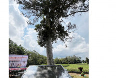 Prabu Sriwijaya Sebutan Pohon Gaharu, Perlu Dilakukan Pelestarian Pohon Beragam Manfaat
