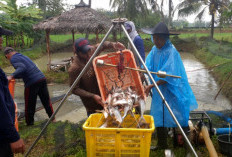 Pokdakan Porda Berkah Panen 2 Ton Ikan Patin