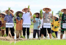 Tanam Padi Serentak Bupati Enos Optimis Panen 1 Juta Ton GKP