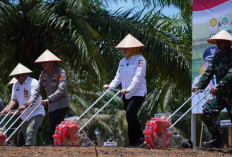 Penanaman Jagung Serentak Kuartal IV