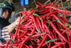   Harga Cabai Merah di Palembang   Sempat Tembus  Rp 100.000 Per Kilogram