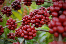 Kopi Robusta Sumatera Selatan: Menelusuri Keunikan Rasa dari Bumi Sriwijaya