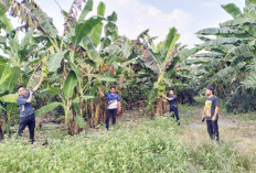 Kades Pangkul Bakal Tanam Pisang Kampendis 1 Ha