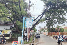 Waspada Pohon Tumbang Mengintai Musim Hujan ini