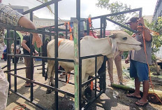 Alat Bantu Mempermudah Panitia Penyembelihan Hewan Qurban