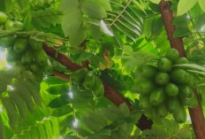 Diimpor Negara Asing, Ternyata Ini Lho Manfaat Daun Belimbing Wuluh