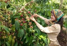 OKU Selatan, Sang Lumbung Kopi Sumsel: Menjelajahi Produsen Kopi Terbesar di Sumatera Selatan