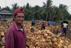 Pemerintah Belum Berencana Stop Ekspor Kelapa Meski Harga Melambung