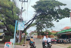 Waspada Pohon Tumbang Mengintai Musim Hujan ini