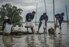 220 Ekor Ikan Patin dan Gurame Dilepas ke Sungai Musi