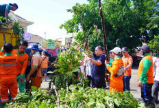 Pj Bupati Sandi Fahlepi Turun ke Lokasi Tinjau Pohon Tumbang