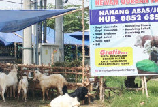 Musim Haji Tiba, Penjual Hewan Kurban di Palembang Mulai Ramai Pembeli