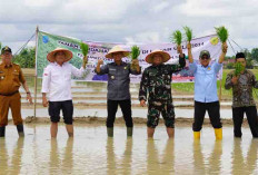 Kementan Target Cetak 125 Ribu Hektare Sawah Baru di OKI