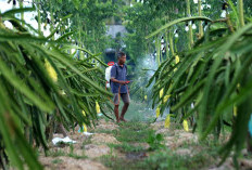 Edy, Ketua Kelompok Petani Buah Naga Panaba, Petani Buah Naga Naik Kelas 