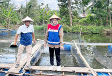 Pertamina Sulap Eks Galian C di Sugihwaras, Jadi Kampung Kreatif Budidaya Ikan Air Tawar