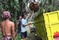 Energi dari Ladang Rakyat FAME, Menuju Kilang Pertamina Plaju Biosolar B40, B50 Menuju B100