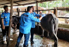 Menyelamatkan Kerbau Pampangan dari Kepunahan