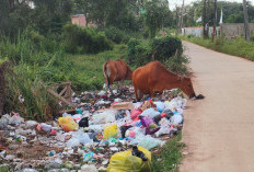 Sampah Buangan Warga Jadi Makanan Ternak Sapi 