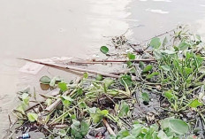 Sampah dan Eceng Gondok Penuhi Sungai Musi