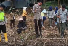 Dukung Ketahanan Pangan Polres Lahat Kucurkan Bantuan Benih Jagung FI