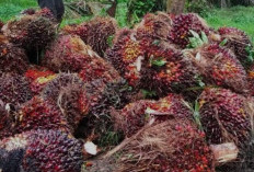Ekspor CPO Indonesia Melonjak, Sinyal Positif di Tengah Ketidakpastian Global