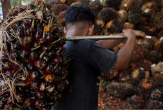 Harga TBS Sawit Sumsel Tembus Rp3.929,  Petani Diminta Genjot Perawatan Kebun!