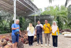 Pemkab Lahat Monev Harga TBS Masih Berkisar Rp 3.200 Per Kg