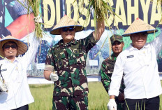 Lumbung Pangan Nasional, Danrem 044/Gapo Panen Raya Padi di Lempuing